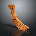 Human Foot Anatomical Model With Detailed Muscle And Ligament Structure