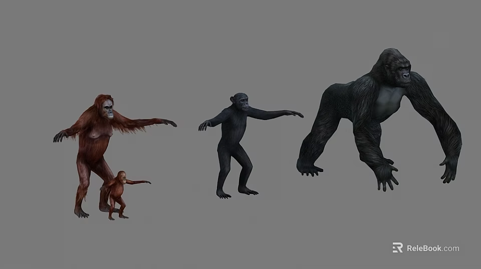 Various Primate Species Including Orangutan Chimpanzee Gorilla And Baby In Standing Poses 3d model 