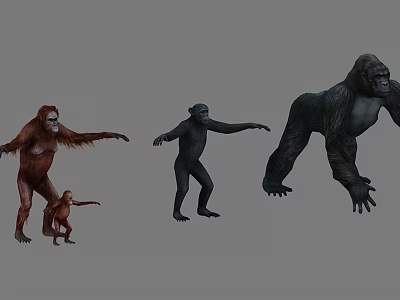 Various Primate Species Including Orangutan Chimpanzee Gorilla And Baby In Standing Poses 3d model