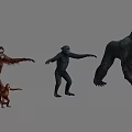 Various Primate Species Including Orangutan Chimpanzee Gorilla And Baby In Standing Poses