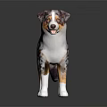 Australian Shepherd Dog With Brown White Black Spots Standing On Dark Background With Reflection