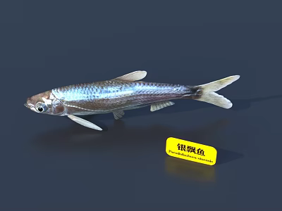 Shiny Silver Drift Fish With Streamlined Body Elongated Fins And Silvery Scales 3d model