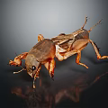 Detailed Close Up Of Cricket With Visible Legs And Wings On Black Background With Reflection