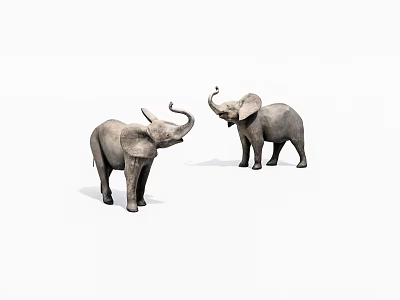 Two Gray Elephants Standing And Interacting With Raised Trunks On White Background 3d model