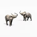 Two Gray Elephants Standing And Interacting With Raised Trunks On White Background 3d model