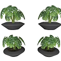 Green Monstera Plants In Black Planters For Indoor Home Decoration