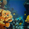 Coral Reef Coral Underwater World Underwater World Marine Animal Fish Sea Fish Animal Game Animal 3d model