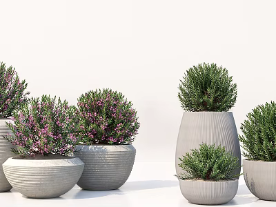 Bonsai Potted Plants with Various Sizes Shapes Gray Pots Green Foliage Purple Flowers 3d model
