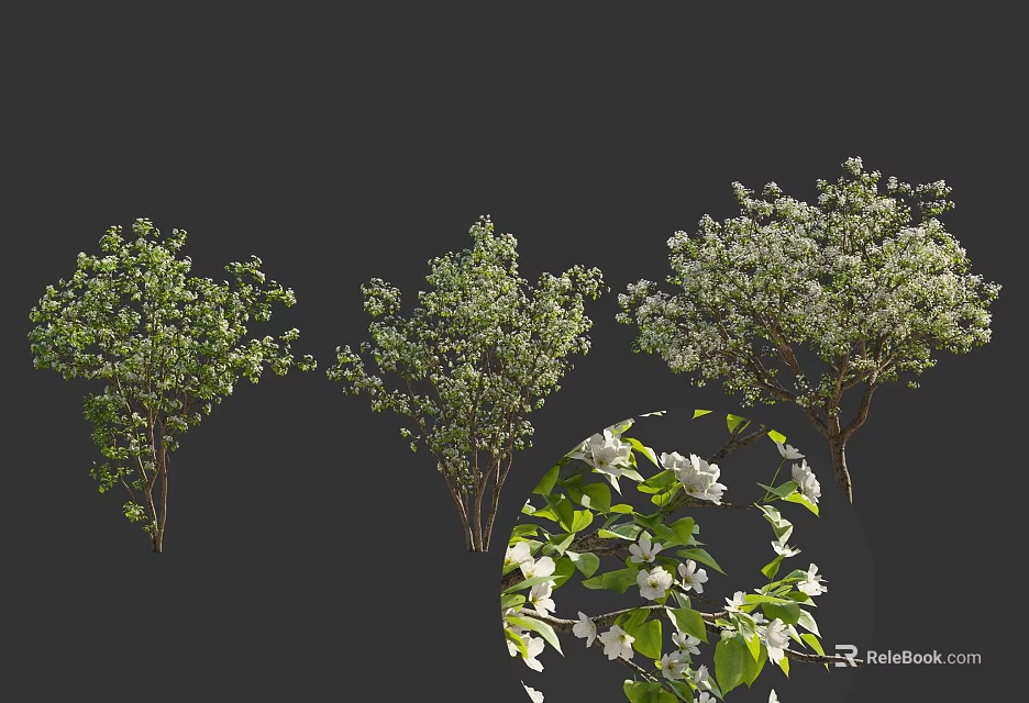 Various Flowering Arbor Types With Green Leaves And White Flowers In Landscape 3d model 