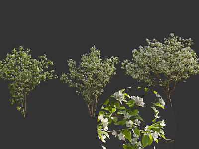 Various Flowering Arbor Types With Green Leaves And White Flowers In Landscape 3d model
