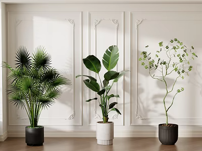 Stylish Indoor Potted Plants With White Decorative Walls Wooden Floor And Various Foliage Types 3d model