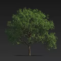 Lush Arbor Tree With Green Foliage And Brown Trunk Against Black Background