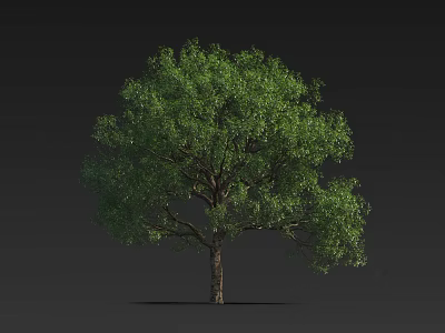 Lush Arbor Tree With Green Foliage And Brown Trunk Against Black Background 3d model