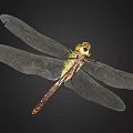 modern dragonfly 3d model