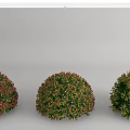 Modern shrubs shrub ball Euonymus microfolium hedgerow Ligustrum microfolium camellia ball Ligustrum rhododendron shrub 3d model