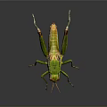 Vibrant Green And Yellow Grasshopper With Long Hind Legs And Antennae On Dark Background