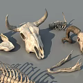 Diverse Reptile Skeleton Collection With Skulls Spines Ribs And Bone Pieces