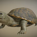 Realistic Turtle Sculpture With Detailed Textured Shell And Sharp Claws 3d model