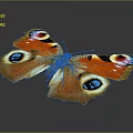 Butterfly With Orange Blue Black And White Spotted Wings On Dark Background
