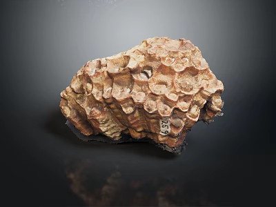 Textured Natural Shell Specimen With Honeycomb Pattern And Brown Irregular Surface 3d model