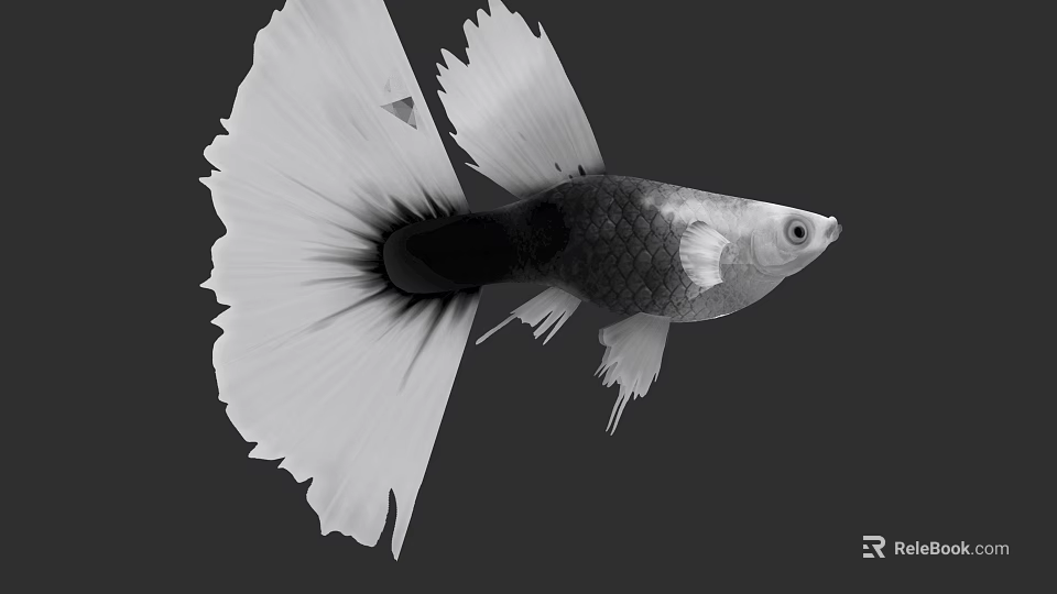 Black And White Guppy Fish With Large Fins Swimming In Clear Water 3d model 