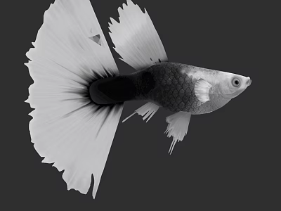 Black And White Guppy Fish With Large Fins Swimming In Clear Water 3d model
