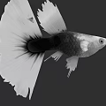 Black And White Guppy Fish With Large Fins Swimming In Clear Water