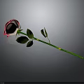 Beautiful Pink and White Rose with Green Stem and Fresh Leaves on Dark Background
