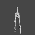 Complete Animal Skeleton Structure in Standing Posture with Gray Background