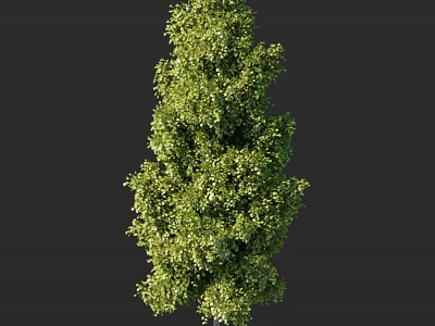 Lush Green Arbor Tree With Dense Foliage And Vertical Growth Structure 3d model