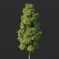 Lush Green Arbor Tree With Dense Foliage And Vertical Growth Structure 3d model