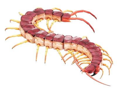 Red and Yellow Segmented Centipede Reptile With Curved Body and Many Legs 3d model