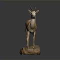 Gazelle Taxidermy Mount Standing On Natural Stone Base In Studio
