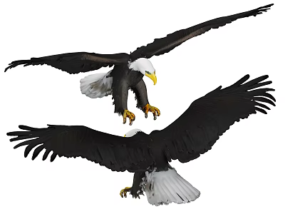 Two Majestic Flying Eagles With Outstretched Wings Soaring High In Clear Sky 3d model