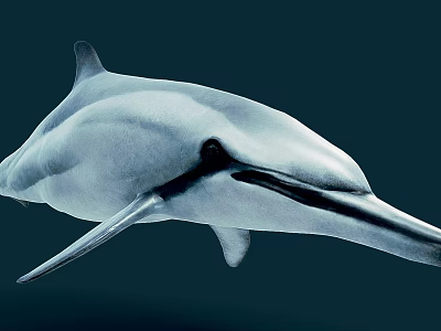 Graceful Dolphin Swimming In Deep Ocean With Sleek Body And Long Beak 3d model