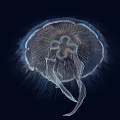 Transparent Glowing Jellyfish With Umbrella Shaped Body And Tentacles In Deep Blue Background
