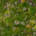 Lush Green And Yellow Fern Fronds In Natural Garden Environment
