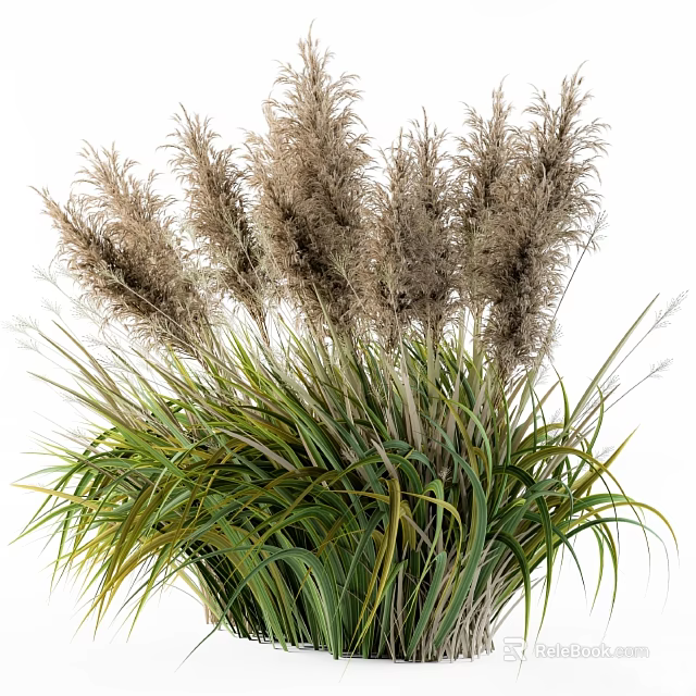 Ornamental Garden Grass With Tall Fluffy Plumes And Green Leaves Decor 3d model 