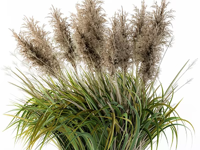 Ornamental Garden Grass With Tall Fluffy Plumes And Green Leaves Decor 3d model