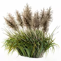 Ornamental Garden Grass With Tall Fluffy Plumes And Green Leaves Decor