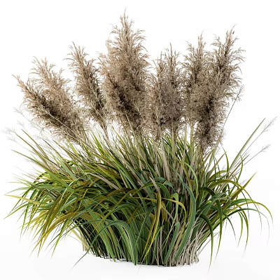 Ornamental Garden Grass With Tall Fluffy Plumes And Green Leaves Decor 3d model
