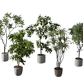 Indoor Decorative Potted Plants With Various Green Leaves And Different Ceramic Pots