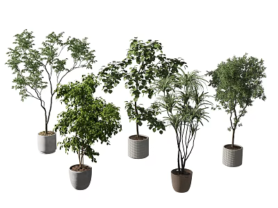 Indoor Decorative Potted Plants With Various Green Leaves And Different Ceramic Pots 3d model