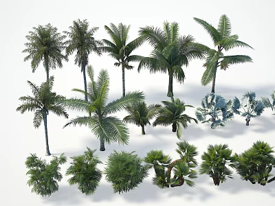 Various Arbor Trees Collection With Different Palm Species And Tropical Foliage Types 3d model