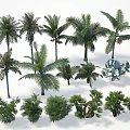 Various Arbor Trees Collection With Different Palm Species And Tropical Foliage Types
