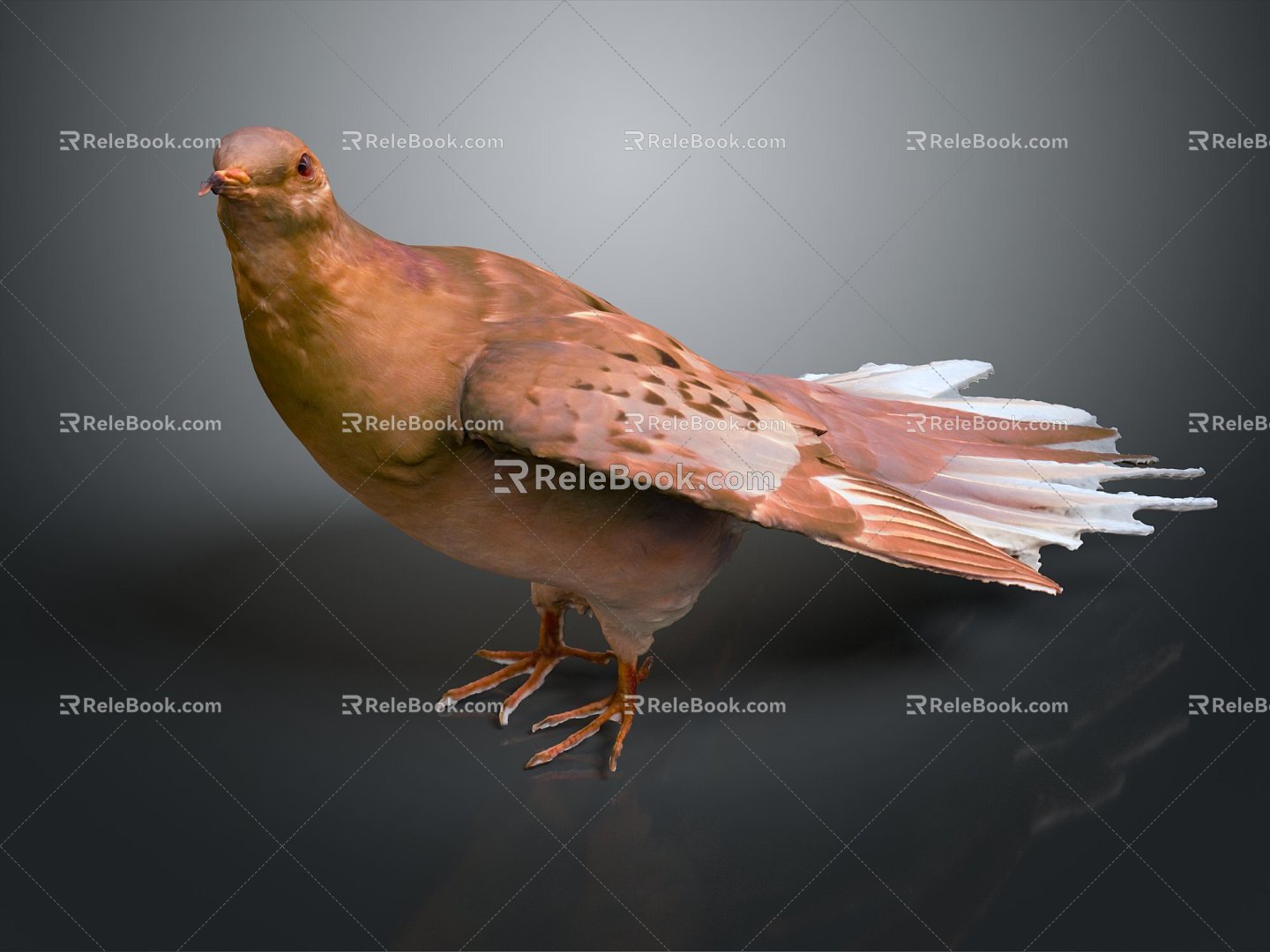 Modern carrier pigeon food pigeon play pigeon racing pigeon racing 3d model