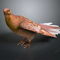 Brown Pigeon with White Tail Feathers Standing on Shiny Black Reflective Surface