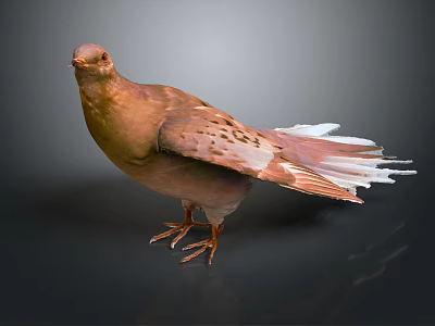 Brown Pigeon with White Tail Feathers Standing on Shiny Black Reflective Surface 3d model