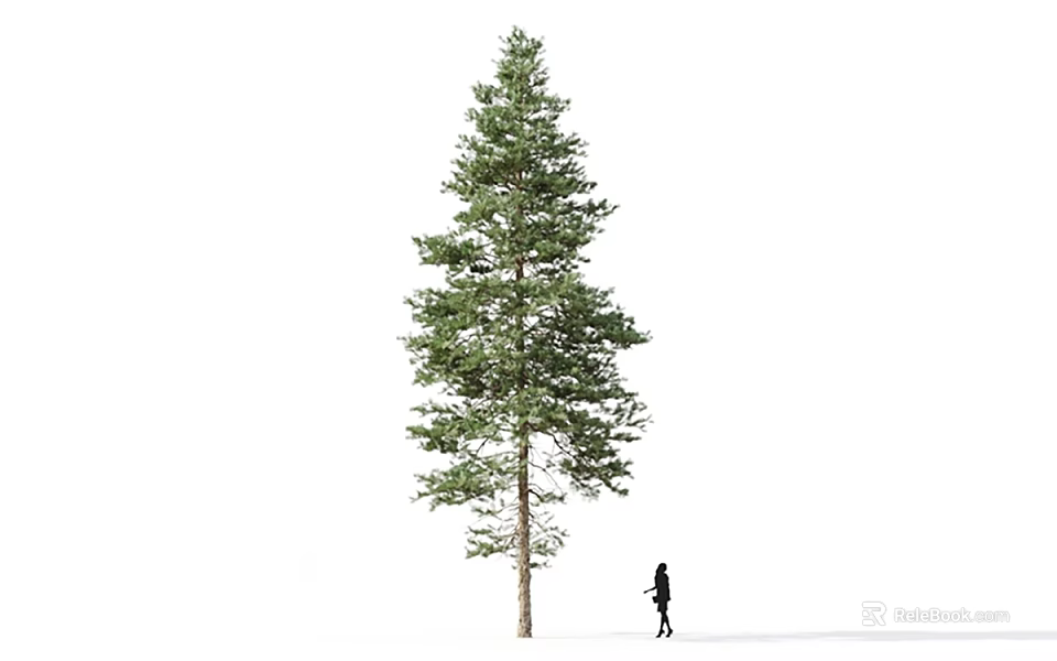 Tall Green Pine Tree Standing in Snowy Ground With Silhouette of Person Walking 3d model 