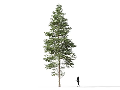 Tall Green Pine Tree Standing in Snowy Ground With Silhouette of Person Walking 3d model